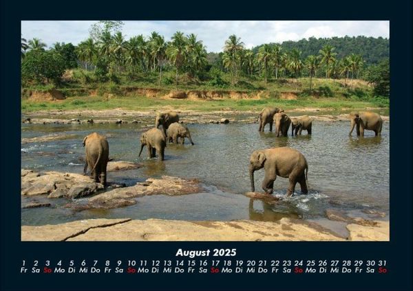 Produktbild: Der Elefantenkalender 2025 Fotokalender DIN A4