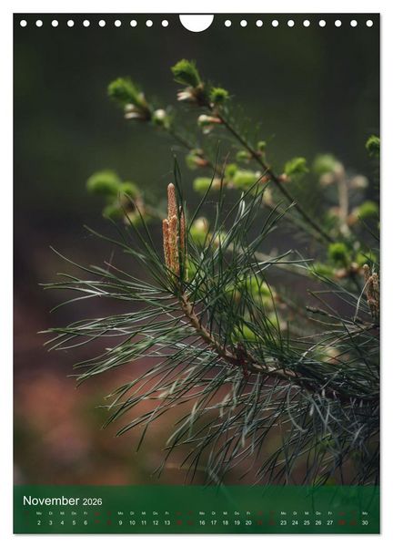 Produktbild: Klimaretter Baum (Wandkalender 2026 DIN A4 hoch), CALVENDO Monatskalender