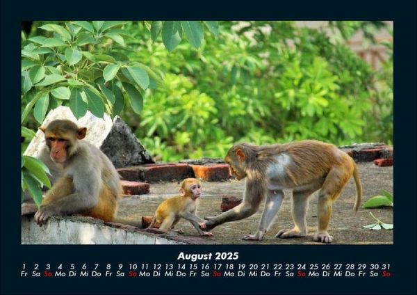 Produktbild: Affen 2025 Fotokalender DIN A4