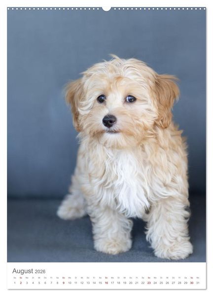 Produktbild: Maltipoo - Malteser - Pudel 2026 (Wandkalender 2026 DIN A2 hoch), CALVENDO Monatskalender
