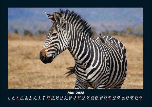 Produktbild: Zebrazauber 2026 Fotokalender DIN A4