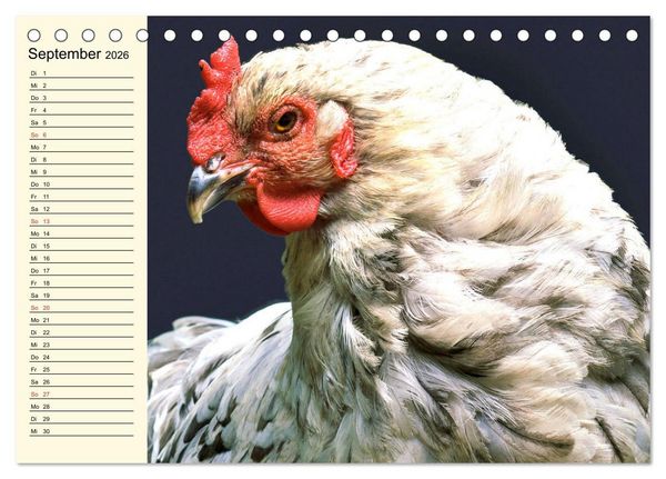 Produktbild: H&uuml;hner. Intelligent, sch&ouml;n und faszinierend (Tischkalender 2026 DIN A5 quer), CALVENDO Monatskalender