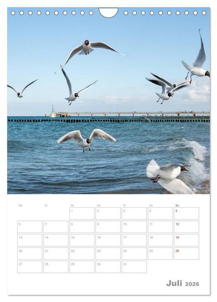 Produktbild: M&ouml;wen - die V&ouml;gel der K&uuml;ste (Wandkalender 2026 DIN A4 hoch), CALVENDO Monatskalender