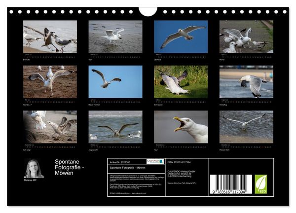 Produktbild: Spontane Fotografie - M&ouml;wen (Wandkalender 2026 DIN A4 quer), CALVENDO Monatskalender