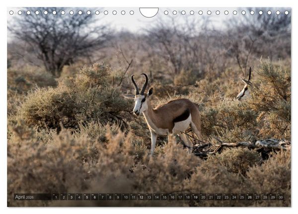 Produktbild: ETOSHA &ndash; Namibia Highlights (Wandkalender 2026 DIN A4 quer), CALVENDO Monatskalender