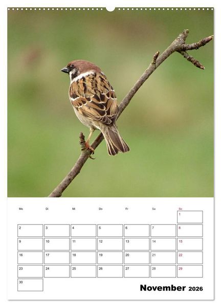 Produktbild: Amsel, Drossel, Fink und Star - beobachtet (Wandkalender 2026 DIN A2 hoch), CALVENDO Monatskalender