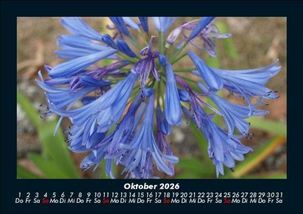 Produktbild: Blumentr&auml;ume 2026 Fotokalender DIN A5
