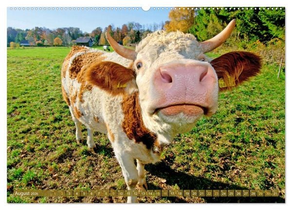Produktbild: Kuh-Idylle: Suchen Sie die Ruhe in der Natur? (Wandkalender 2026 DIN A2 quer), CALVENDO Monatskalender