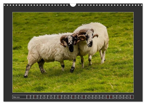 Produktbild: IRLAND - Insel der gl&uuml;cklichen Schafe (Wandkalender 2026 DIN A3 quer), CALVENDO Monatskalender