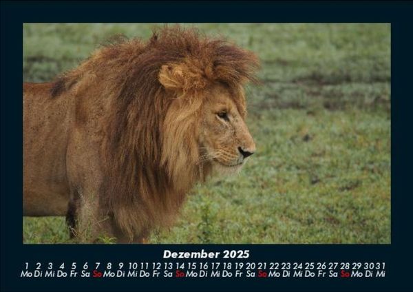 Produktbild: L&ouml;wen in der Wildnis 2025 Fotokalender DIN A5