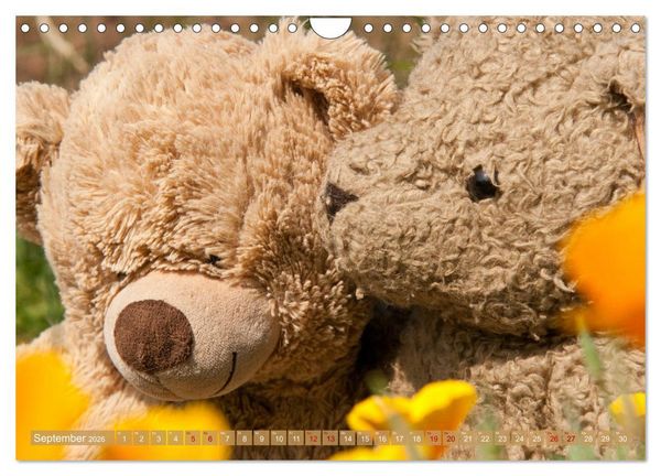 Produktbild: Kunterbunte B&auml;renwelt - Teddys (Wandkalender 2026 DIN A4 quer), CALVENDO Monatskalender