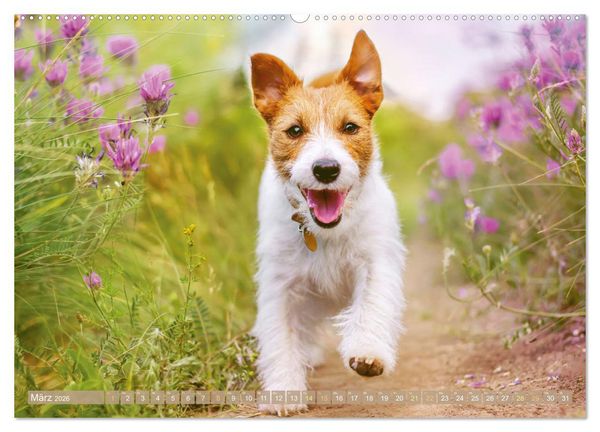 Produktbild: Jack Russell Terrier: flink und verspielt (Wandkalender 2026 DIN A2 quer), CALVENDO Monatskalender