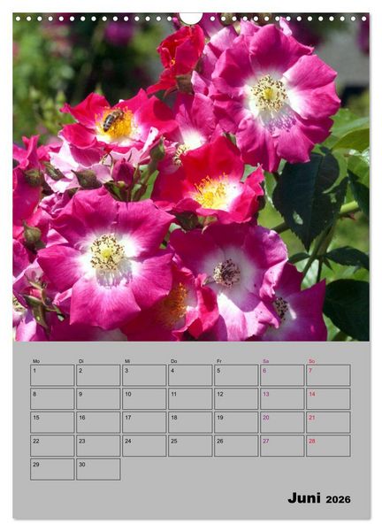 Produktbild: Rosen - Symbol der Liebe und Verehrung (Wandkalender 2026 DIN A3 hoch), CALVENDO Monatskalender