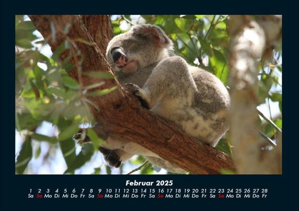 Produktbild: Koala 2025 Fotokalender DIN A4