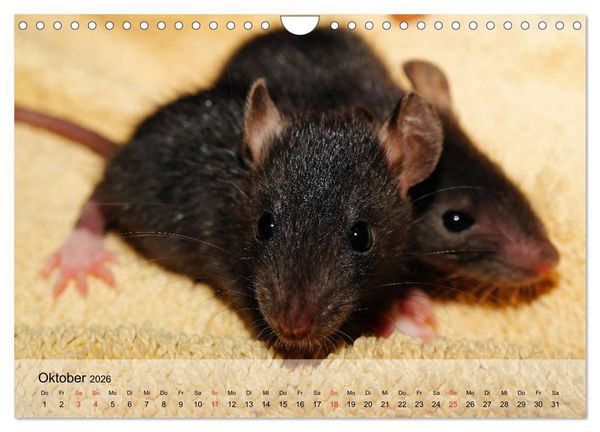 Produktbild: Ratten - Gelehrige Haustiere (Wandkalender 2026 DIN A4 quer), CALVENDO Monatskalender
