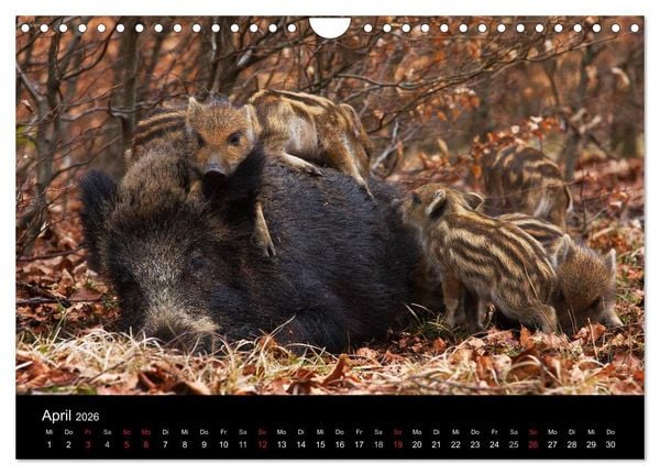 Produktbild: Wilde Wutzen. Das heimische Wildschwein (Wandkalender 2026 DIN A4 quer), CALVENDO Monatskalender