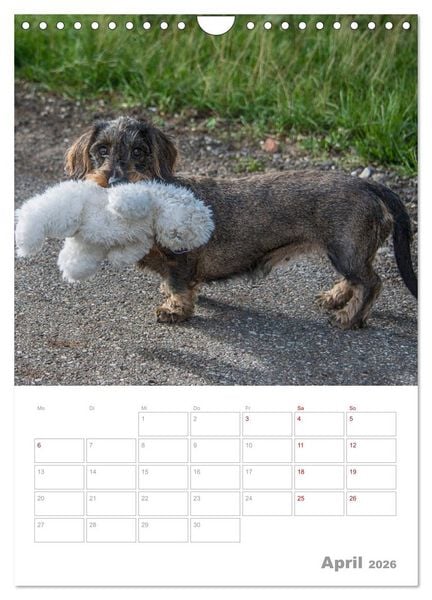 Produktbild: Dackelportraits (Wandkalender 2026 DIN A4 hoch), CALVENDO Monatskalender