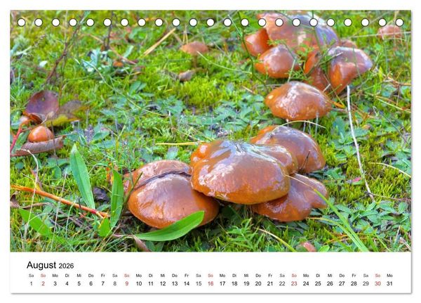 Produktbild: Heimische Pilze (Tischkalender 2026 DIN A5 quer), CALVENDO Monatskalender
