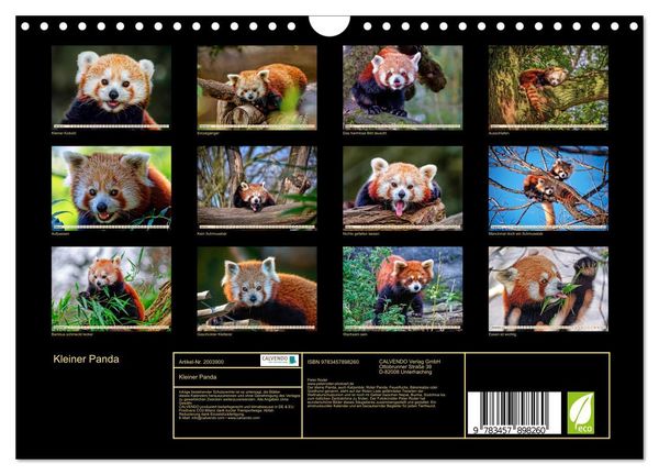 Produktbild: Kleiner Panda (Wandkalender 2026 DIN A4 quer), CALVENDO Monatskalender