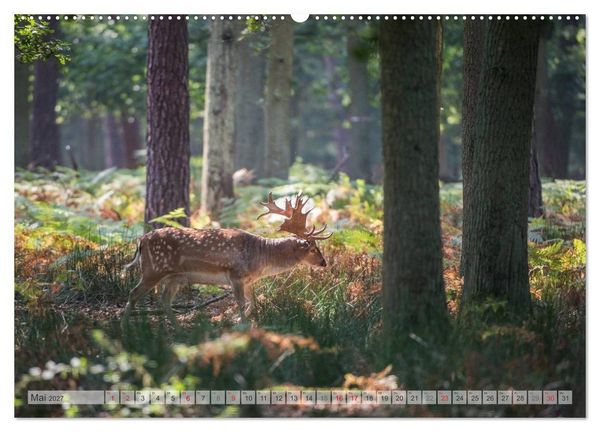 Produktbild: Emotionale Momente: Das Damwild. (hochwertiger Premium Wandkalender 2027 DIN A2 quer), Kunstdruck in Hochglanz