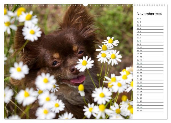 Produktbild: Chihuahuas - kleine Herzensbrecher (Wandkalender 2026 DIN A2 quer), CALVENDO Monatskalender