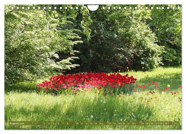 Produktbild: Im Tulpengarten (Wandkalender 2026 DIN A4 quer), CALVENDO Monatskalender