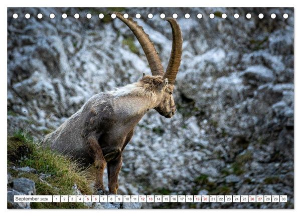 Produktbild: Steinb&ouml;cke - Majest&auml;tische Tiere der Alpen (Tischkalender 2026 DIN A5 quer), CALVENDO Monatskalender