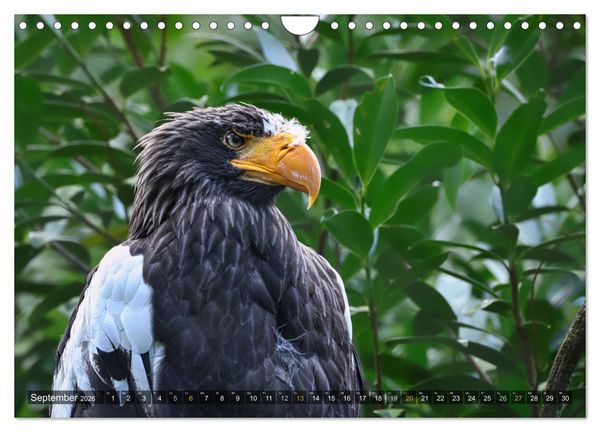 Produktbild: Imposante Vogelportr&auml;ts (Wandkalender 2026 DIN A4 quer), CALVENDO Monatskalender