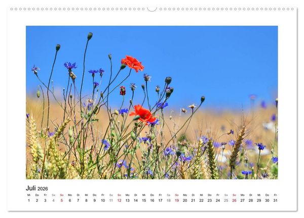 Produktbild: Mohn, zarte Bl&uuml;ten, starke Farben (hochwertiger Premium Wandkalender 2026 DIN A2 quer), Kunstdruck in Hochglanz