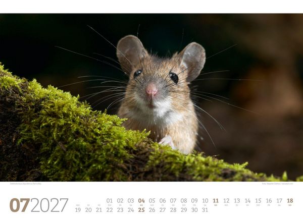 Produktbild: Tierwelt Wald Kalender 2027