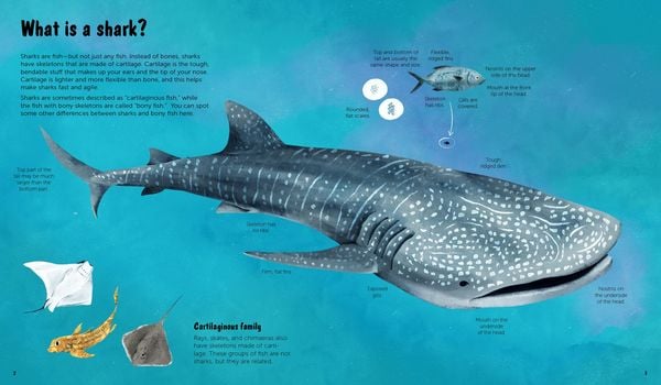 Produktbild: The World of Sharks