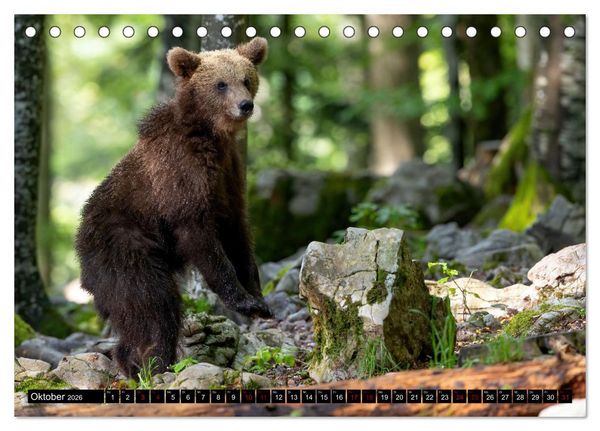 Produktbild: Lautlos in den W&auml;ldern Sloweniens (Tischkalender 2026 DIN A5 quer), CALVENDO Monatskalender