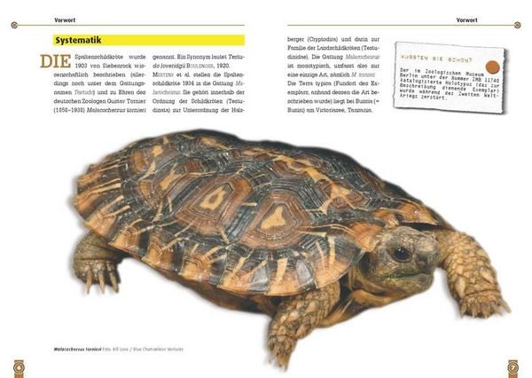 Produktbild: Die Spaltenschildkr&ouml;te