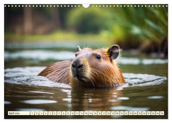 Produktbild: Capybaras - Wasserschweine die Herren der Gr&auml;ser (Wandkalender 2026 DIN A3 quer), CALVENDO Monatskalender