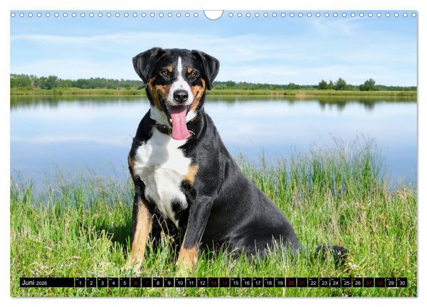 Produktbild: Appenzeller Sennenhunde - Fr&ouml;hliche Kameraden (Wandkalender 2026 DIN A3 quer), CALVENDO Monatskalender