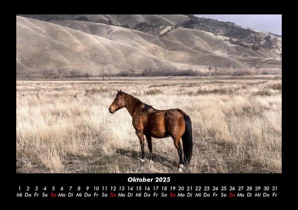 Produktbild: Pferdegefl&uuml;ster 2025 Fotokalender DIN A3