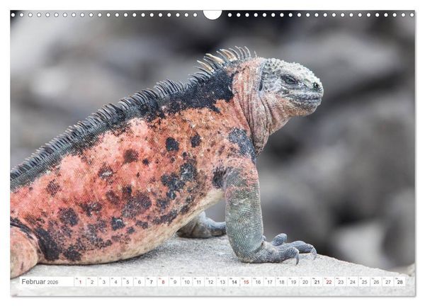 Produktbild: Galapagos. Verzauberte Inseln (Wandkalender 2026 DIN A3 quer), CALVENDO Monatskalender