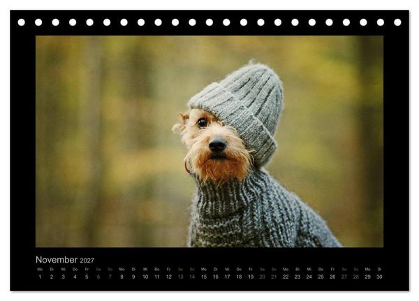 Produktbild: Elli Pirelli... aus dem Leben eines fr&ouml;hlichen Pinscher-Dackel-M&auml;dels (Tischkalender 2027 DIN A5 quer), CALVENDO Monatskalender