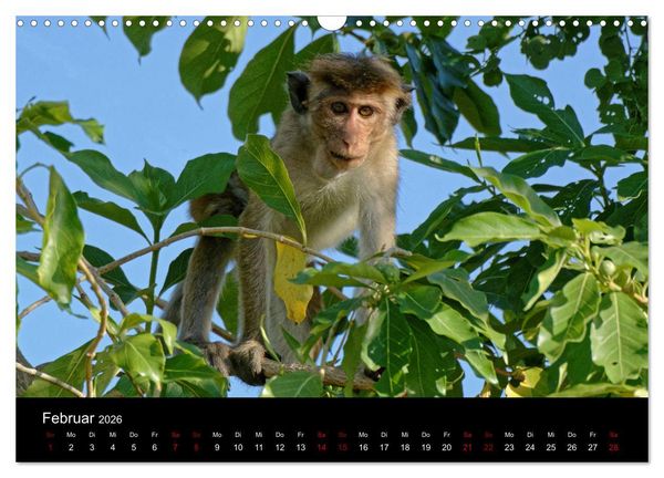 Produktbild: Sri Lanka - Tierische Momente (Wandkalender 2026 DIN A3 quer), CALVENDO Monatskalender