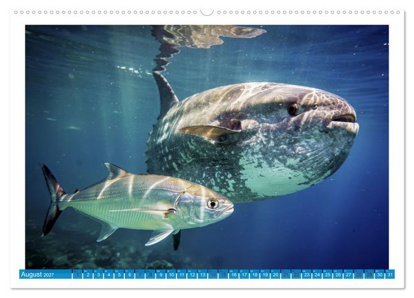 Produktbild: Knochen - und Mondfische (Wandkalender 2027 DIN A2 quer), CALVENDO Monatskalender