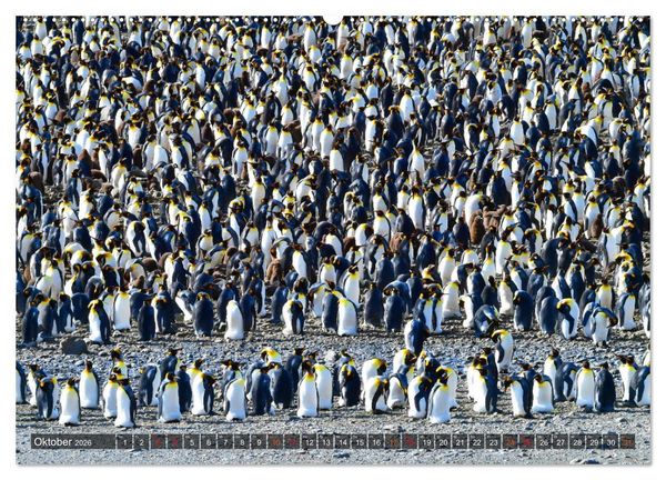 Produktbild: Tierparadies S&uuml;dpolarmeer (hochwertiger Premium Wandkalender 2026 DIN A2 quer), Kunstdruck in Hochglanz