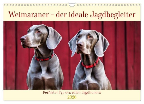 Weimaraner - der ideale Jagdbegleiter (Wandkalender 2026 DIN A3 quer), CALVENDO Monatskalender