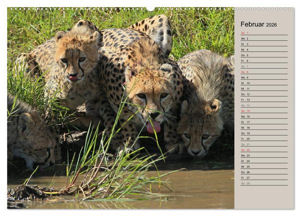 Produktbild: Geparden - Ein Leben in Afrika (Wandkalender 2026 DIN A2 quer), CALVENDO Monatskalender