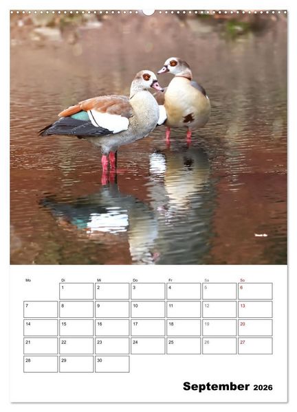 Produktbild: G&auml;nse, geliebte Wasserv&ouml;gel (Wandkalender 2026 DIN A2 hoch), CALVENDO Monatskalender