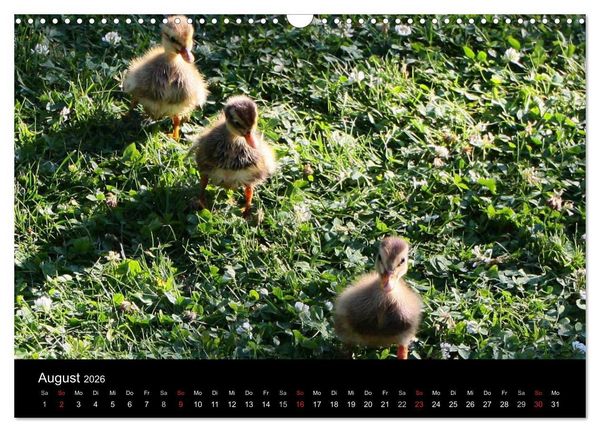 Produktbild: Laufentenk&uuml;ken - Sunny (Wandkalender 2026 DIN A3 quer), CALVENDO Monatskalender