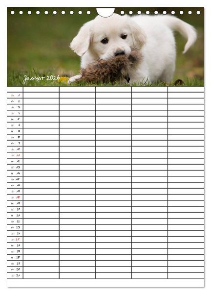Produktbild: Familienplaner: Golden Retriever Welpen (Wandkalender 2026 DIN A4 hoch), CALVENDO Monatskalender