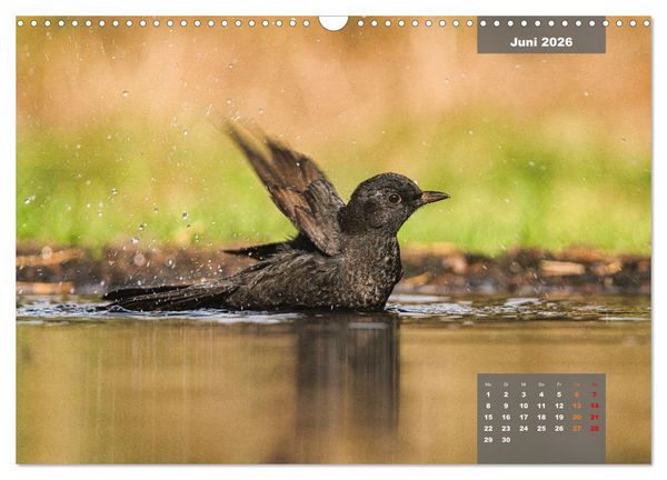 Produktbild: SINGV&Ouml;GEL - Die pr&auml;chtigen S&auml;nger in sch&ouml;nem Ambiente (Wandkalender 2026 DIN A3 quer), CALVENDO Monatskalender
