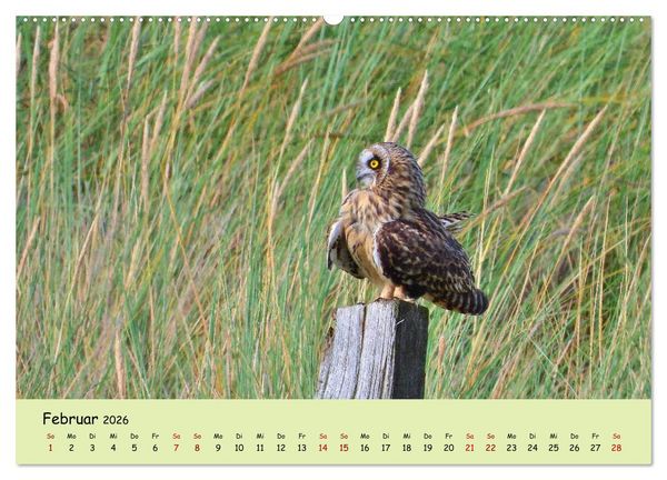 Produktbild: Faszination Zugv&ouml;gel - Rekorde in der Vogelwelt (Wandkalender 2026 DIN A2 quer), CALVENDO Monatskalender
