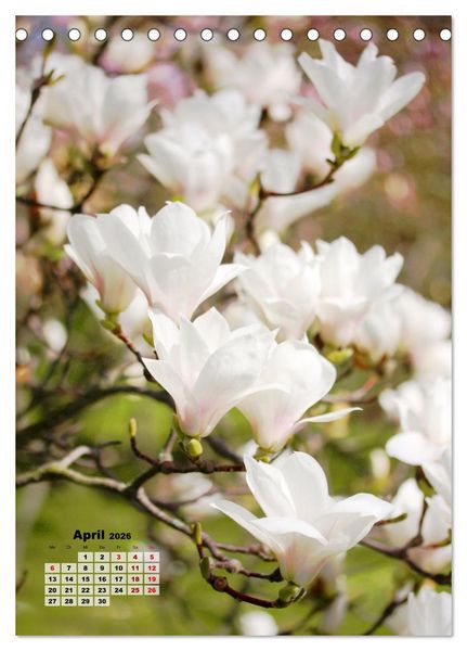 Produktbild: Magnolien Ein Fr&uuml;hlingstraum (Tischkalender 2026 DIN A5 hoch), CALVENDO Monatskalender