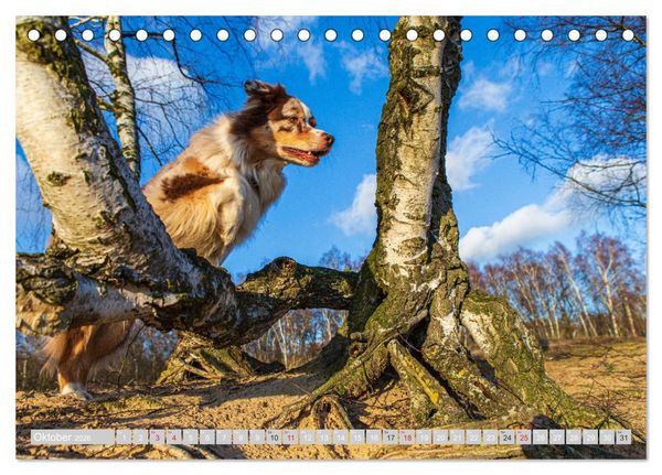 Produktbild: Australian Shepherd 2026 (Tischkalender 2026 DIN A5 quer), CALVENDO Monatskalender